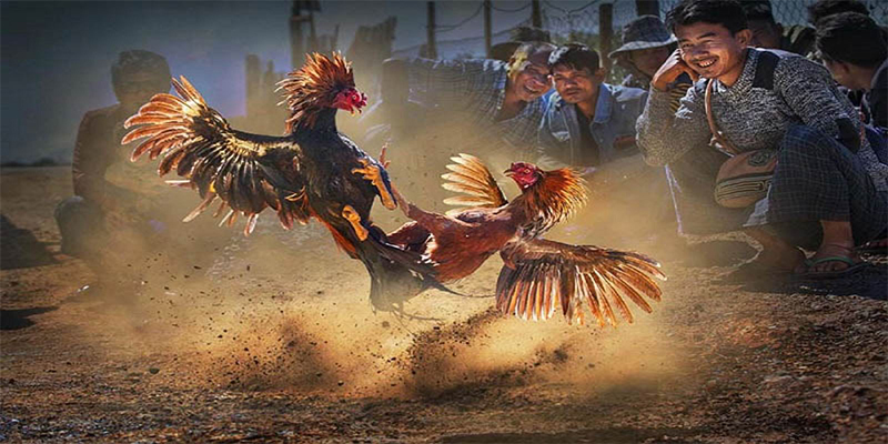 rr88bet chơi bắn cá đổi thưởng