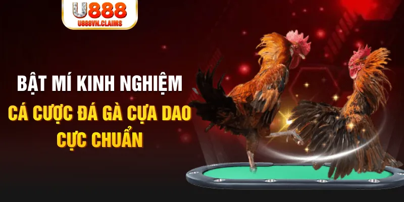 rr88bet tỷ lệ cá cược châu á là gì