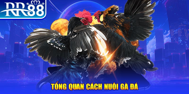rr88bet VA Điện Tử