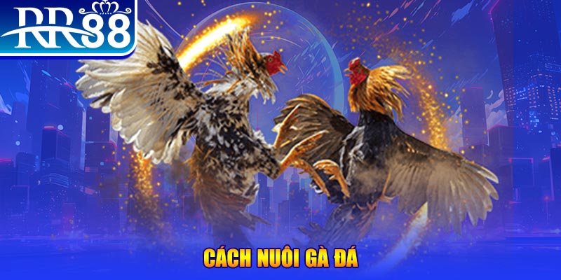 rr88bet xổ số an giang