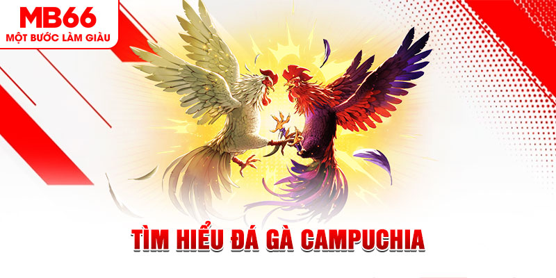 rr88bet đá gà trực tiếp
