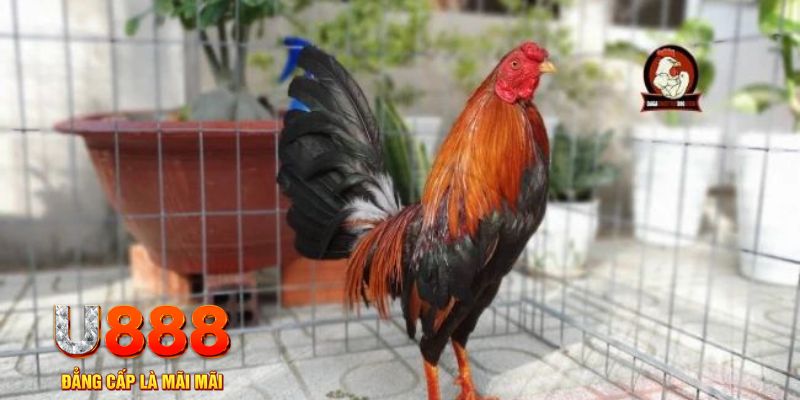 rr88bet casino máy tính