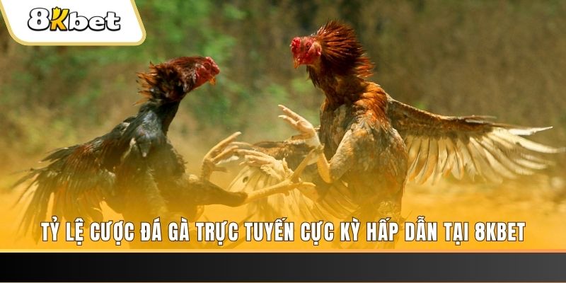rr88bet đăng nhập phỏm trực tiếp